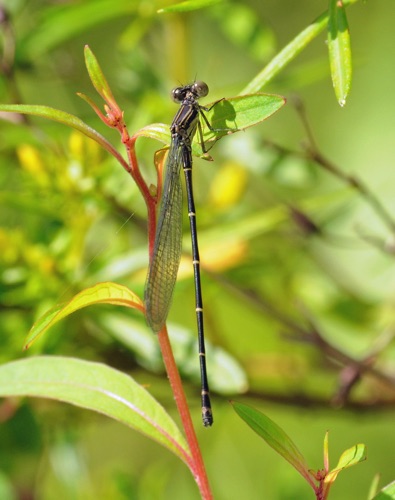 Male, immature
2011_06_25_Rabun Male, immature
2011_06_25_Rabun